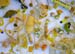 yellow collection 2008